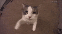 Animated GIF search result